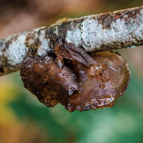 Exidia recisa