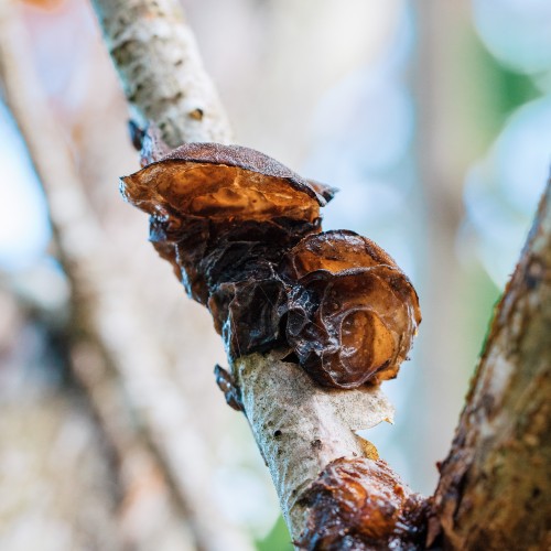 Exidia recisa