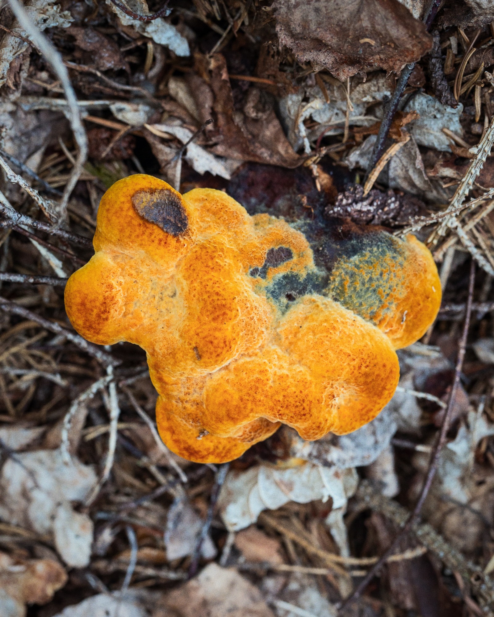 Phaeolus schweinitzii