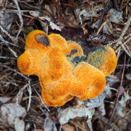Phaeolus schweinitzii