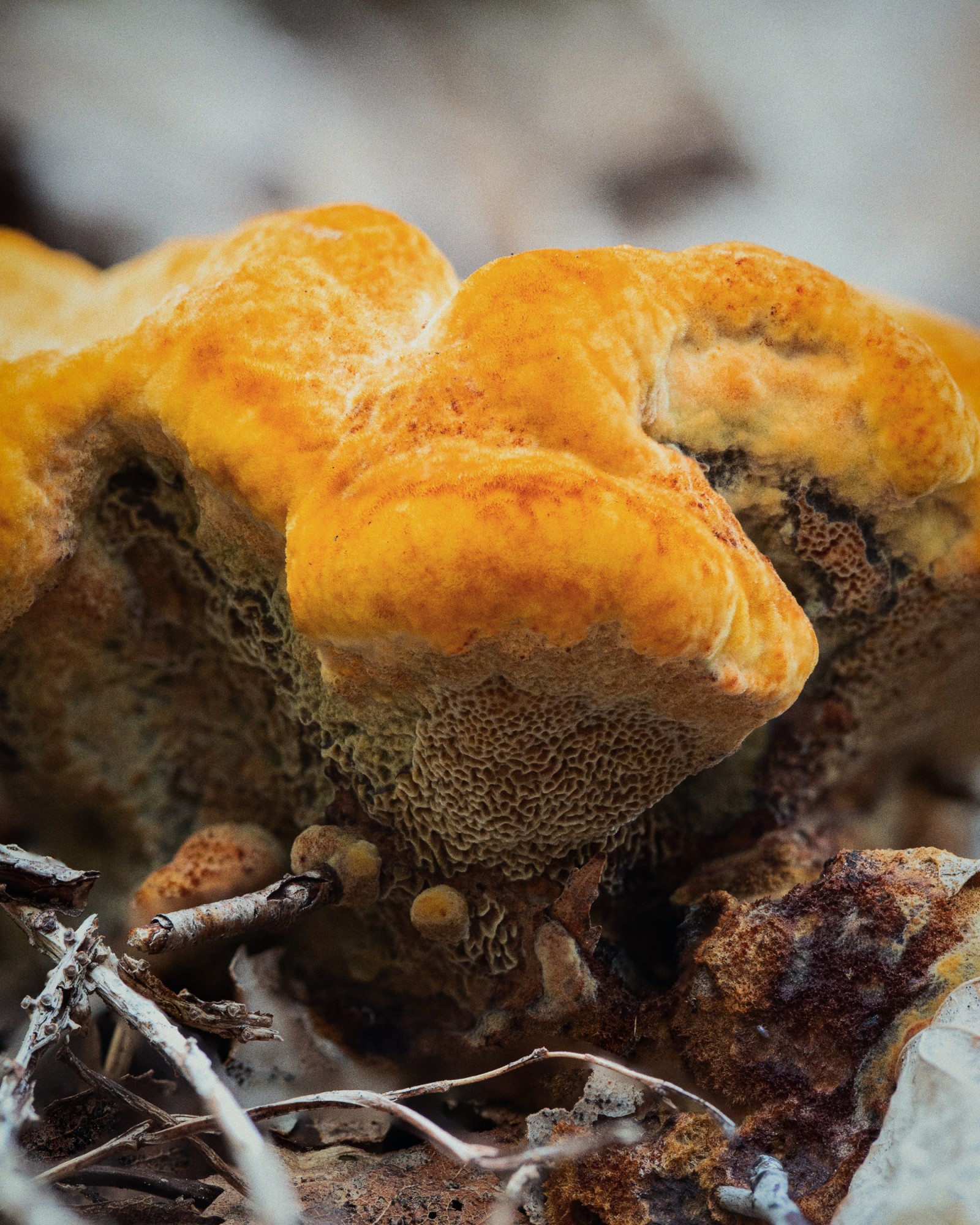Phaeolus schweinitzii