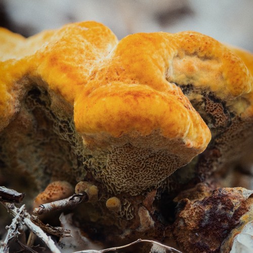 Phaeolus schweinitzii