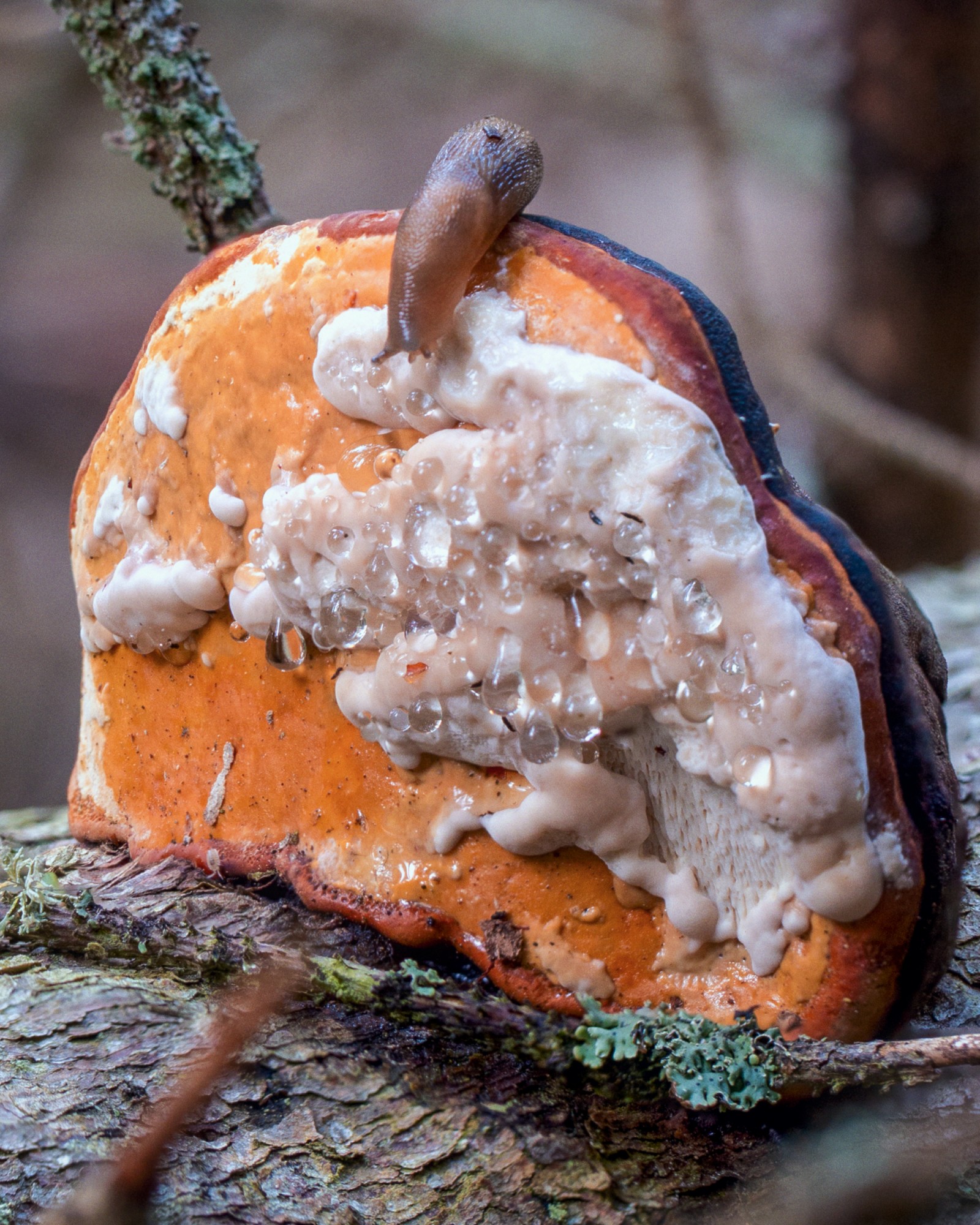 Fomitopsis pinicola