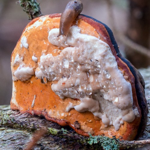 Fomitopsis pinicola