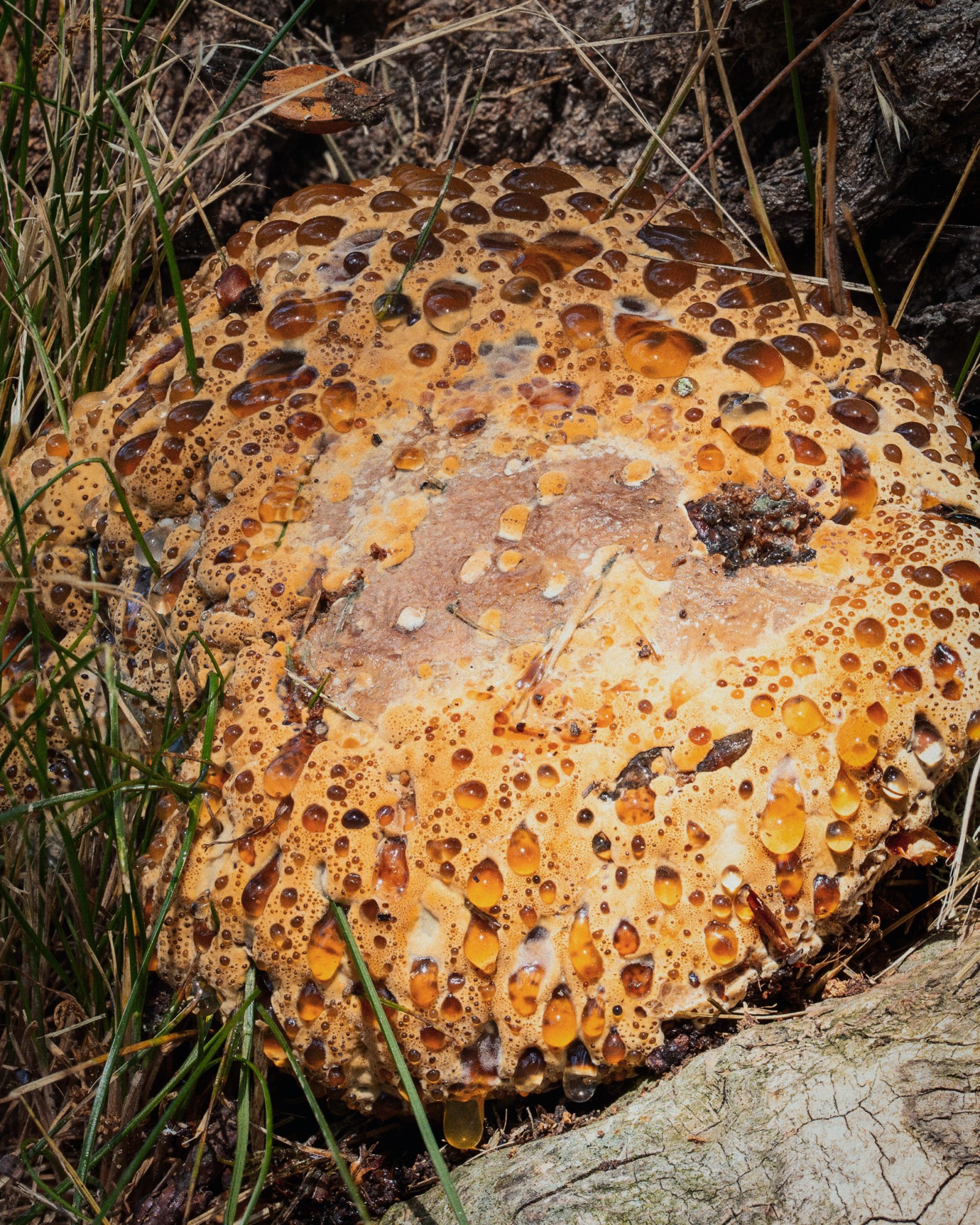 Pseudoinonotus dryadeus