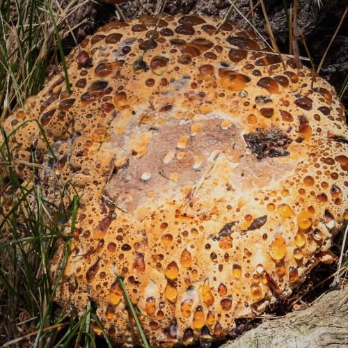 Pseudoinonotus dryadeus