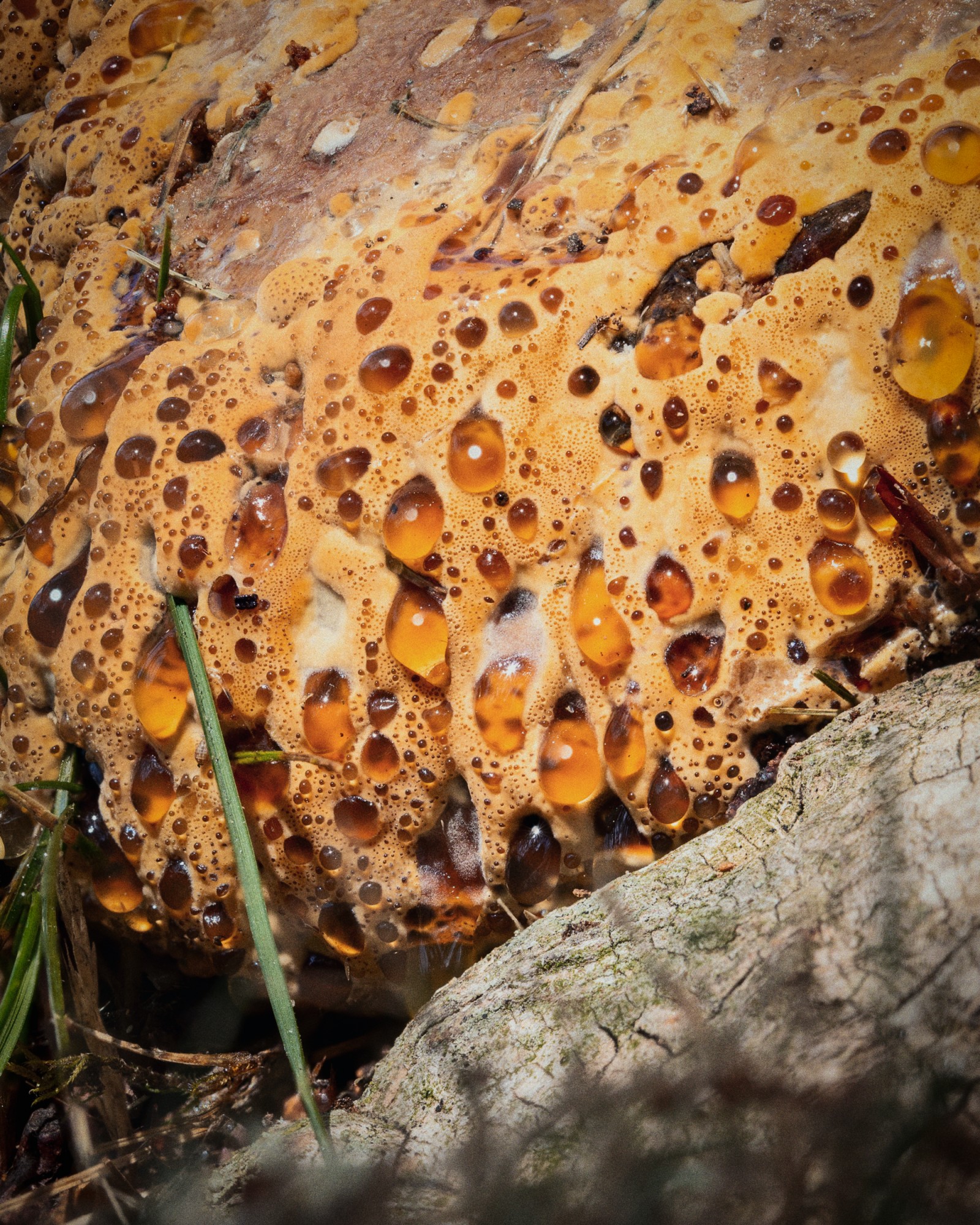 Pseudoinonotus dryadeus