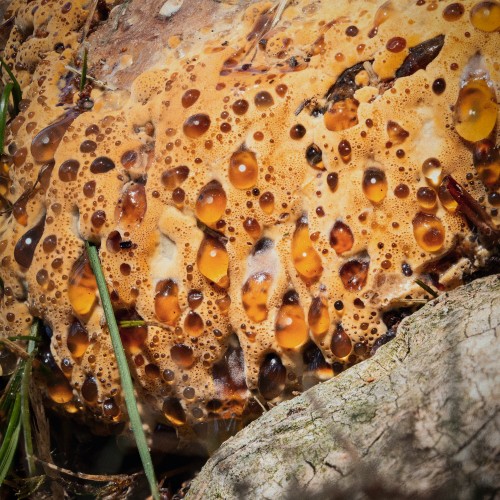 Pseudoinonotus dryadeus