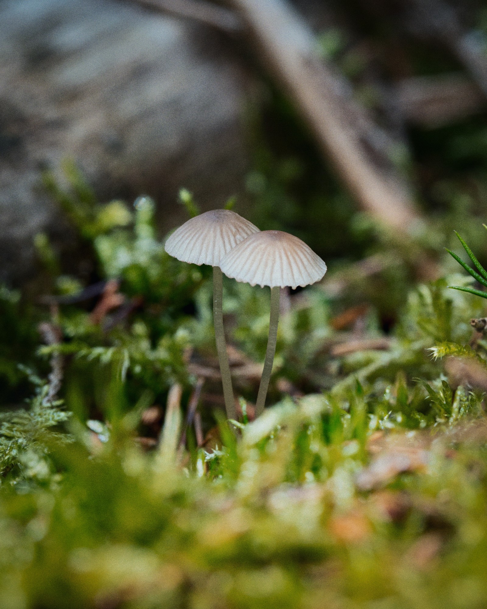 Mycena cinerella