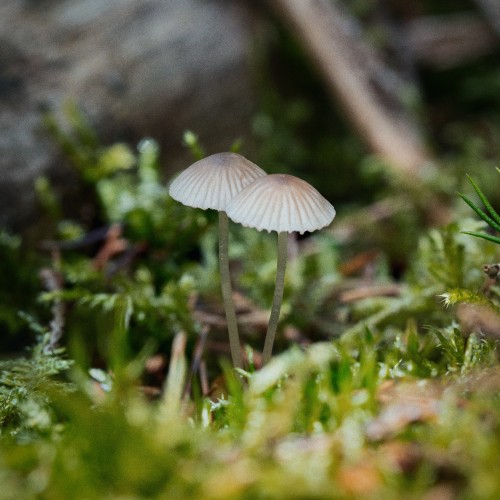 Mycena cinerella