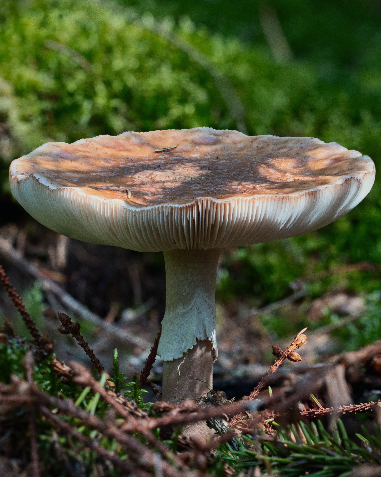Amanita rubescens