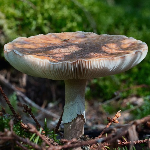 Amanita rubescens