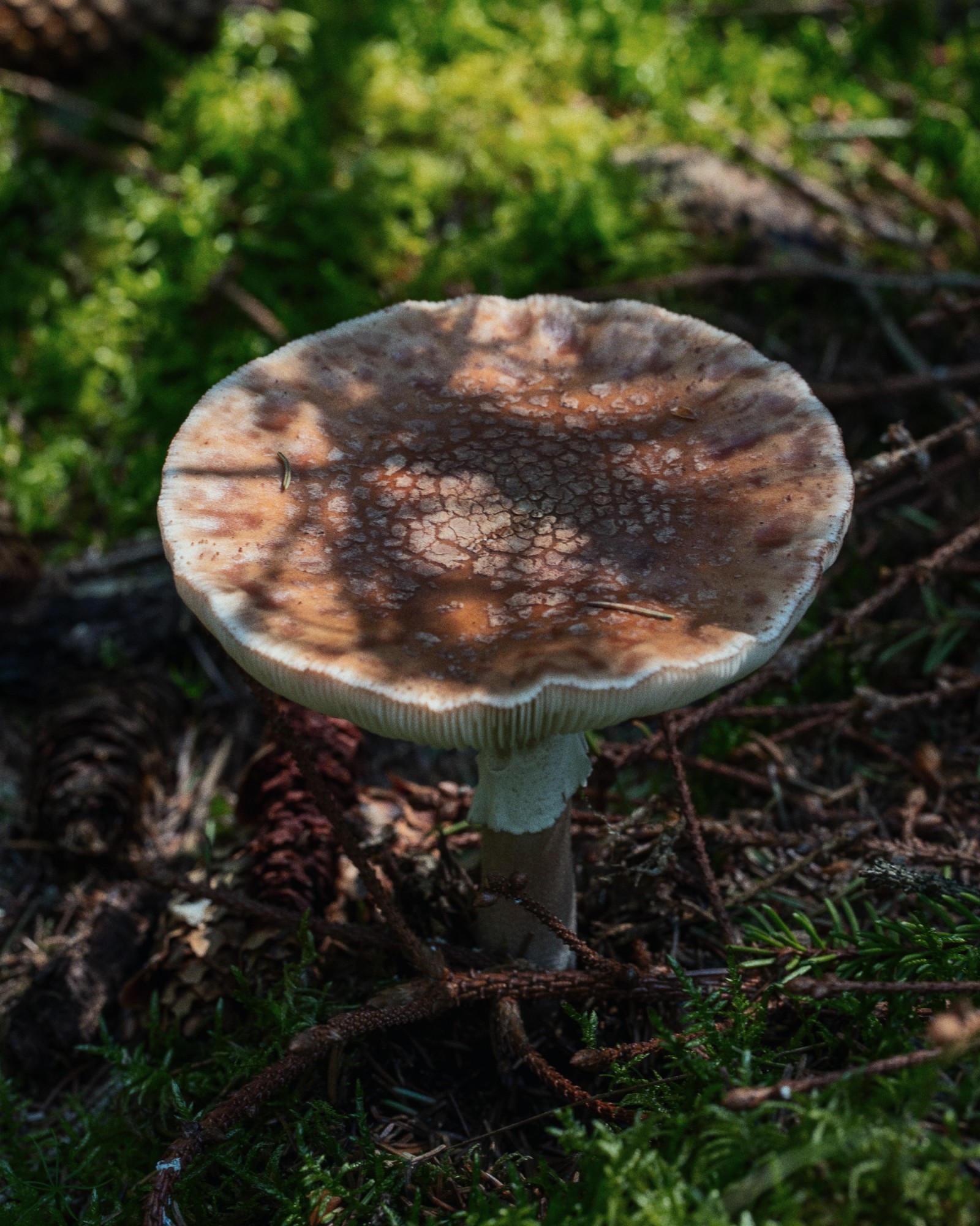 Amanita rubescens