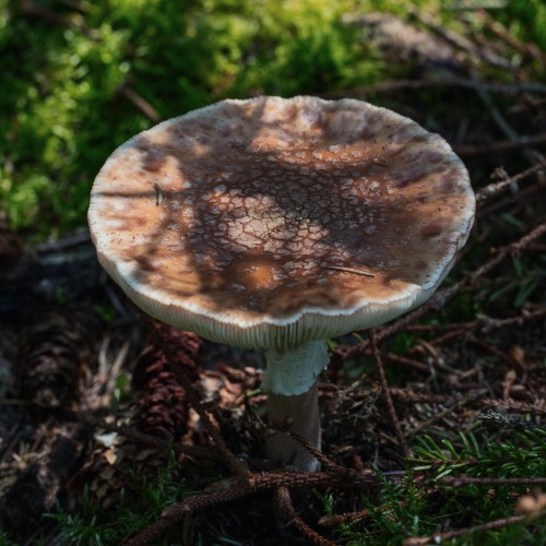 Amanita rubescens