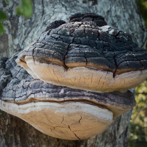 Fomitiporia robusta
