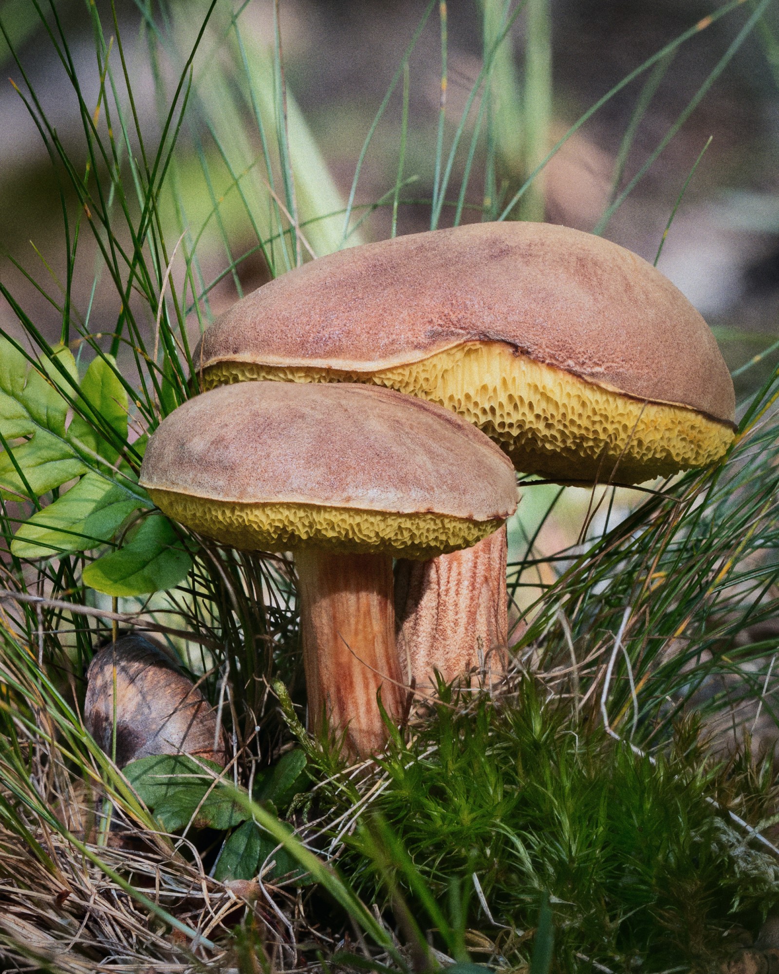 Xerocomus subtomentosus