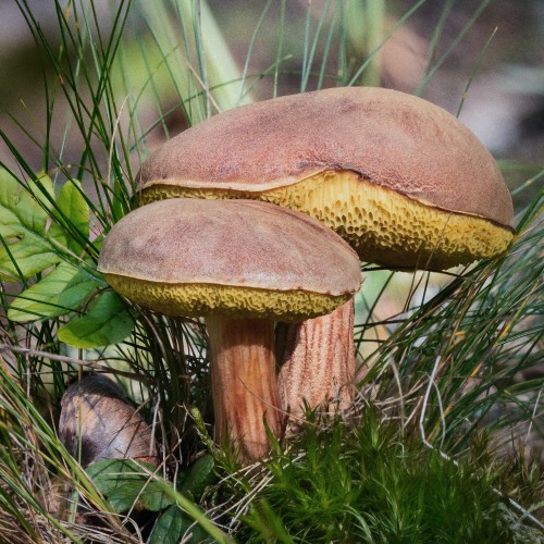 Xerocomus subtomentosus