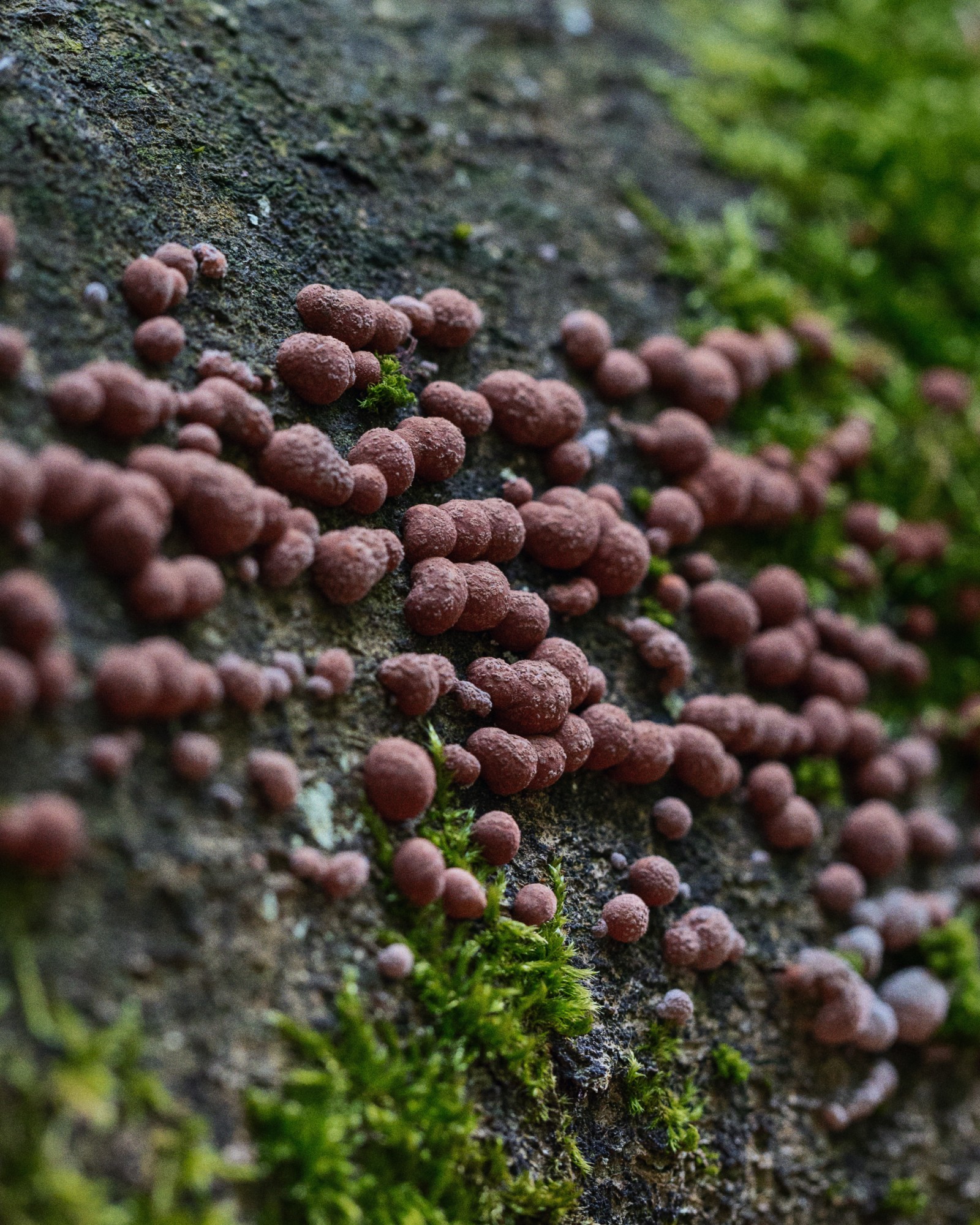 Hypoxylon fragiforme
