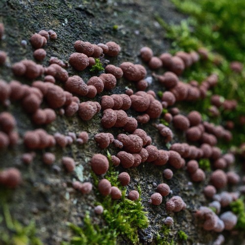 Hypoxylon fragiforme