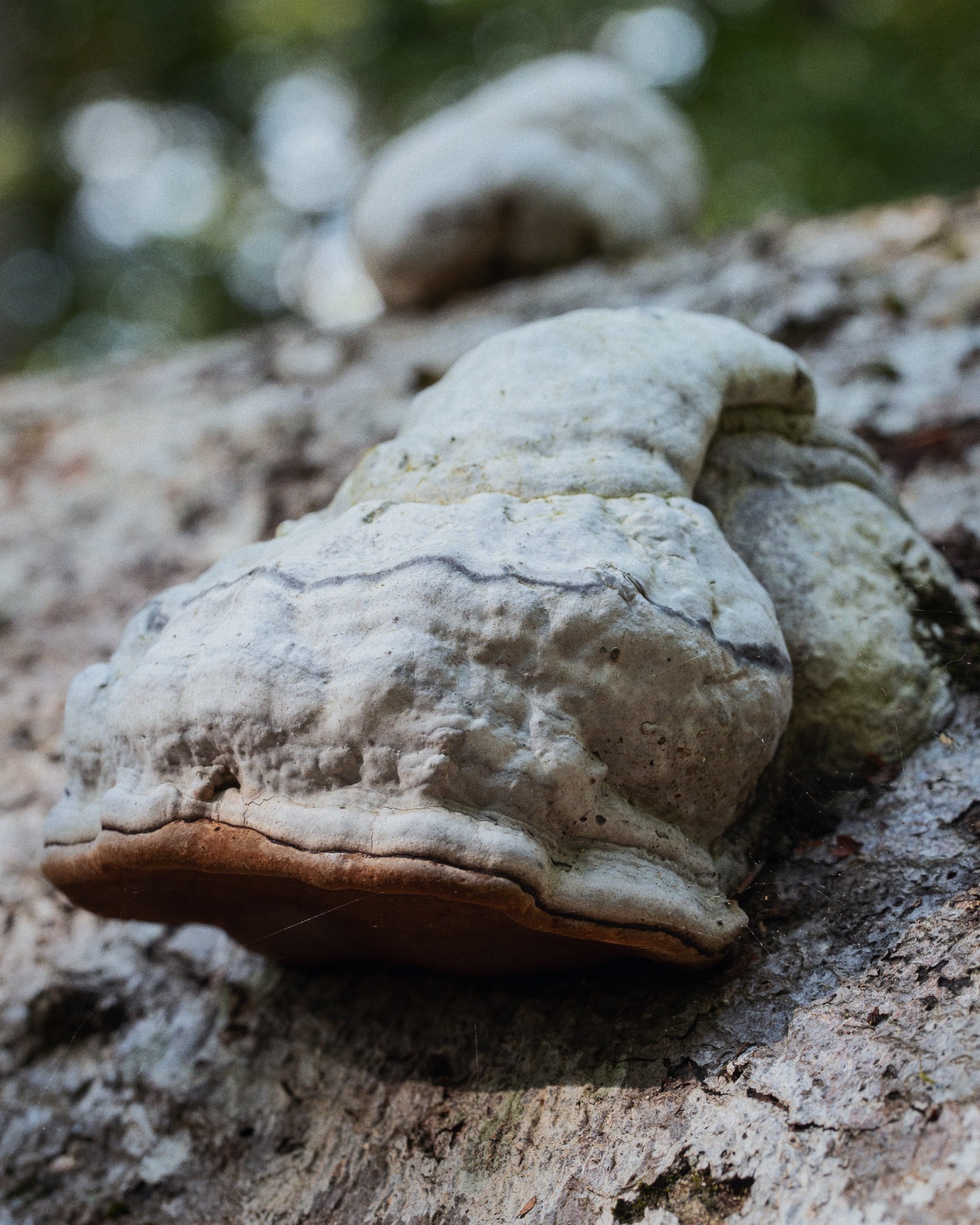 Fomes fomentarius