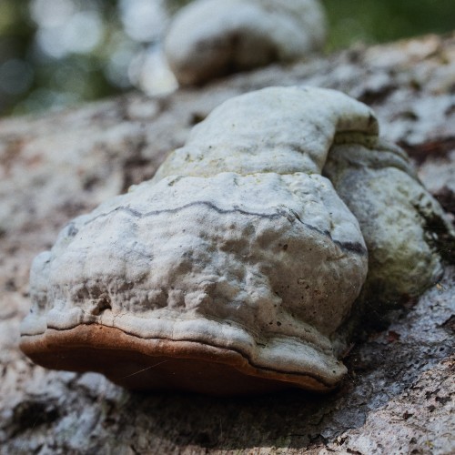 Fomes fomentarius