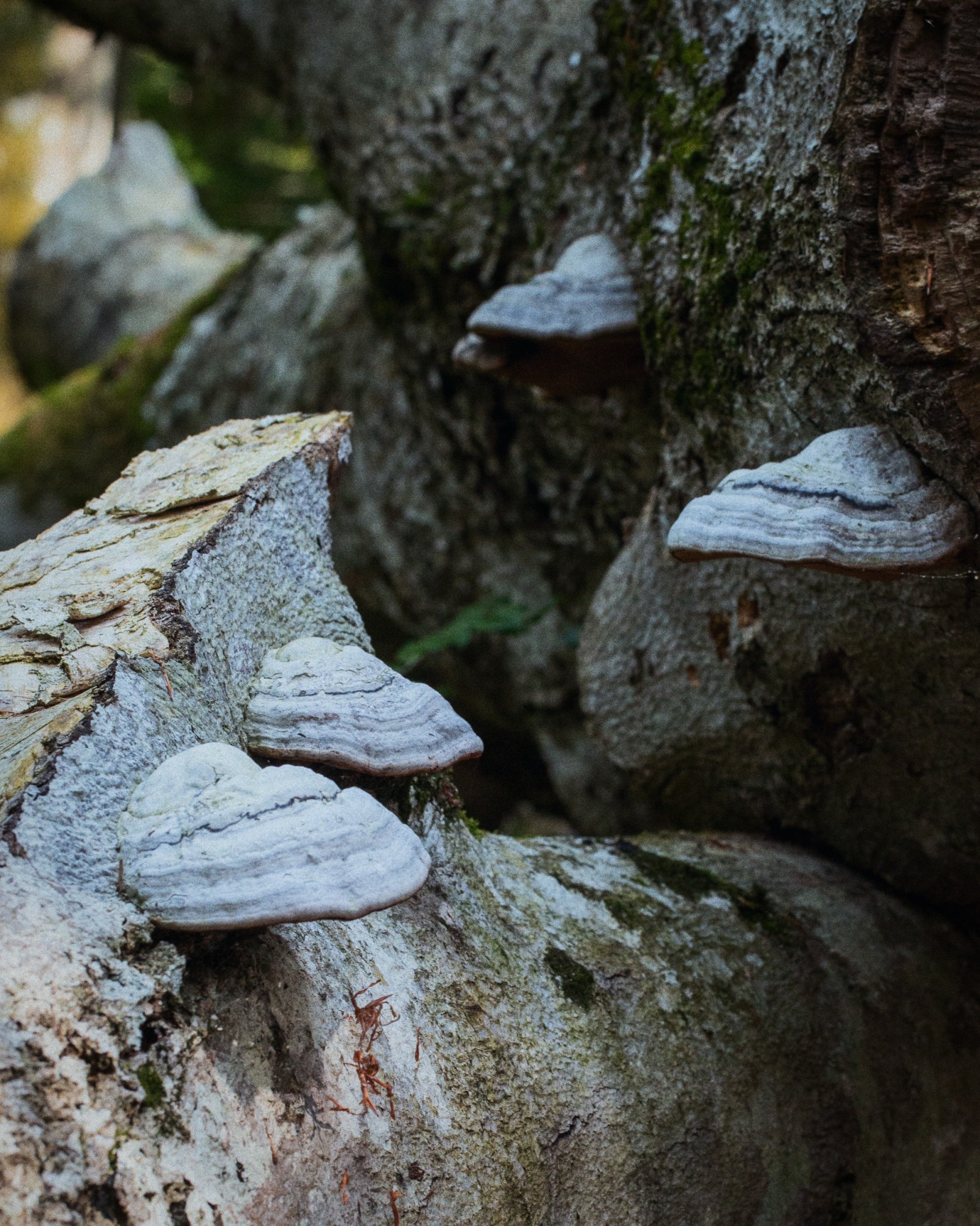 Fomes fomentarius