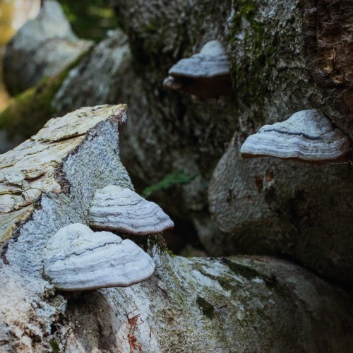 Fomes fomentarius