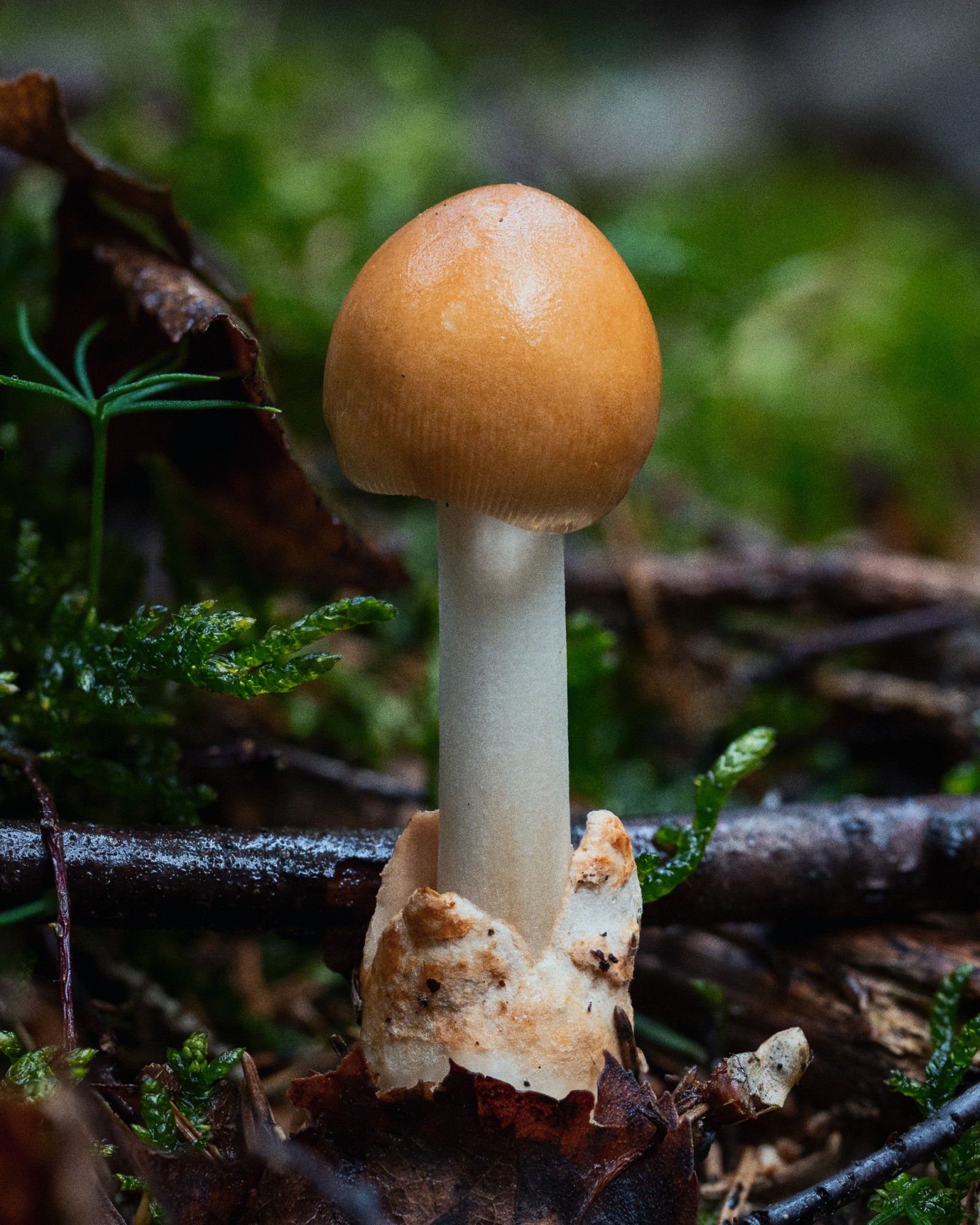 Amanita fulva