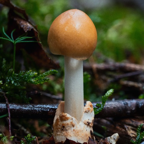 Amanita fulva