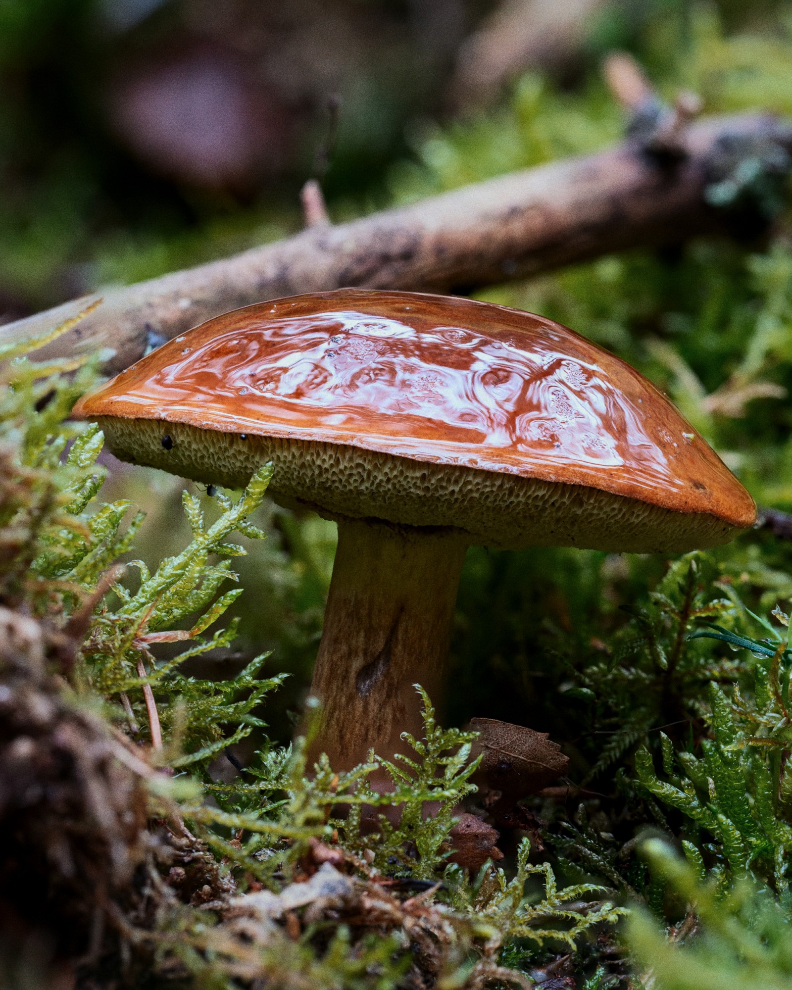 Imleria badia