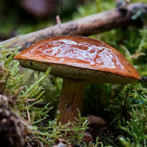 Imleria badia