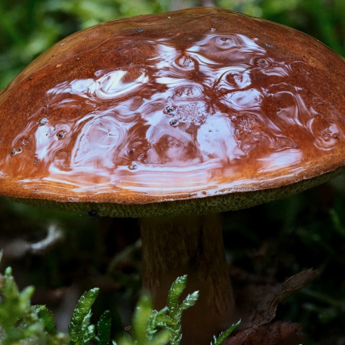 Imleria badia