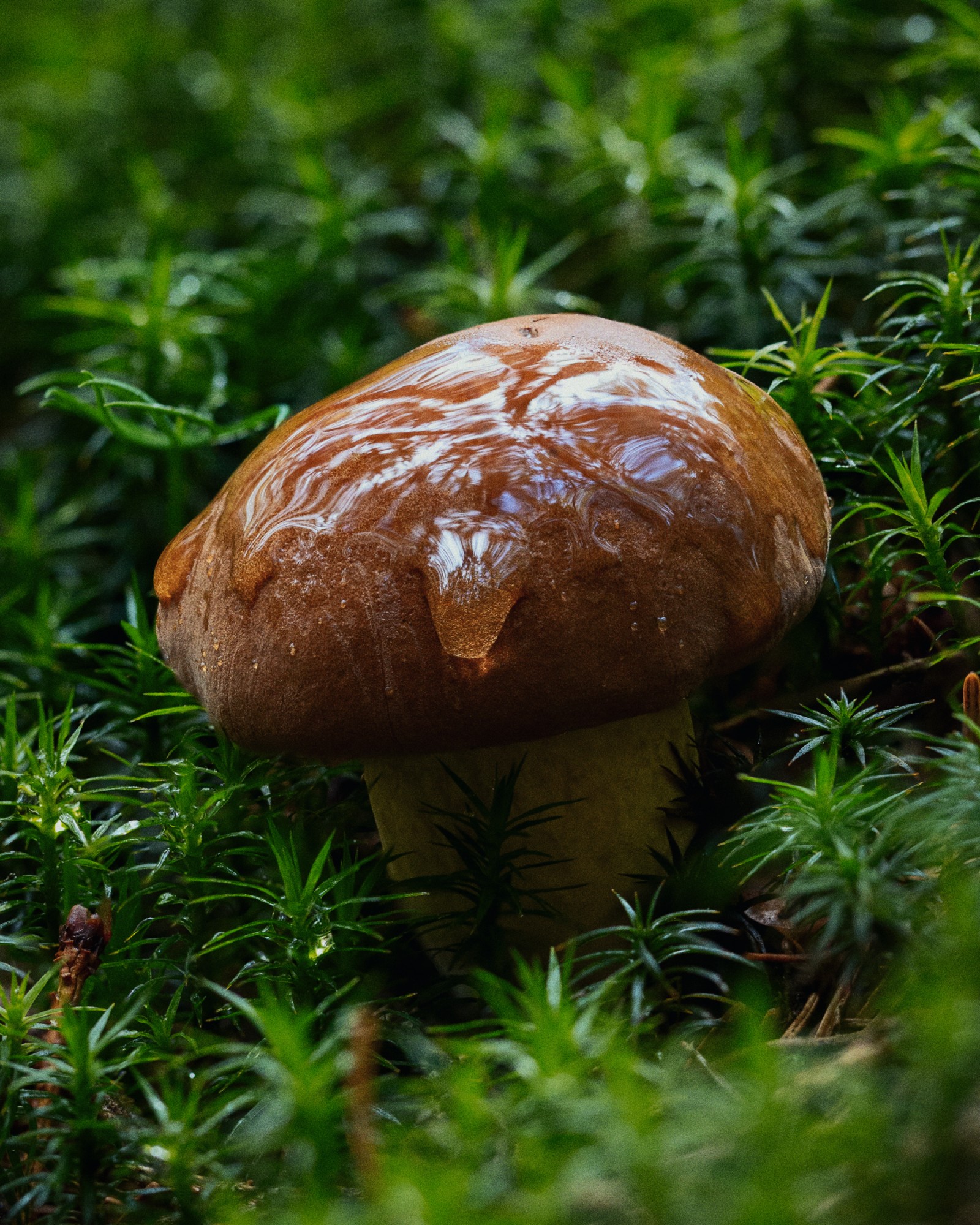 Boletus edulis