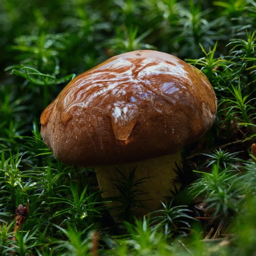 Boletus edulis