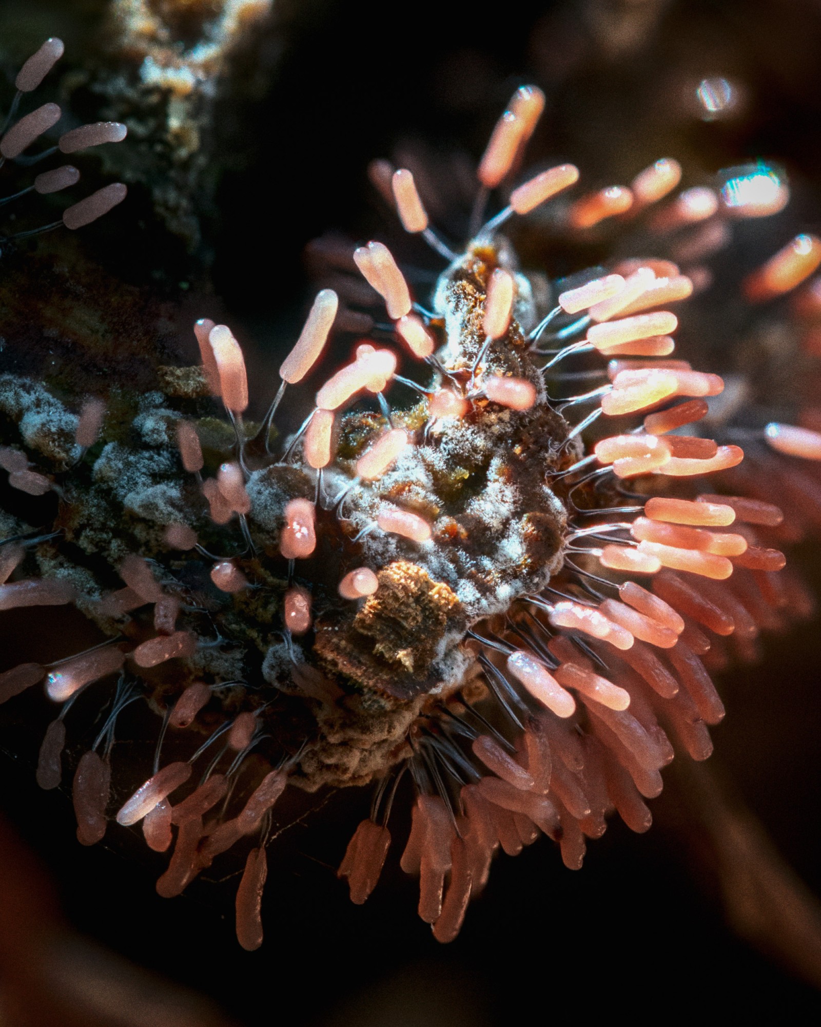 Stemonitopsis typhina
