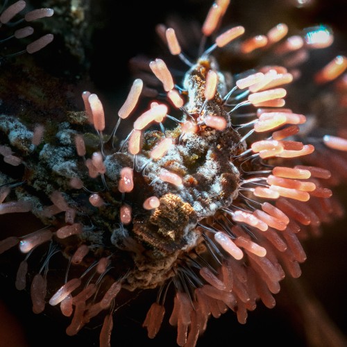 Stemonitopsis typhina