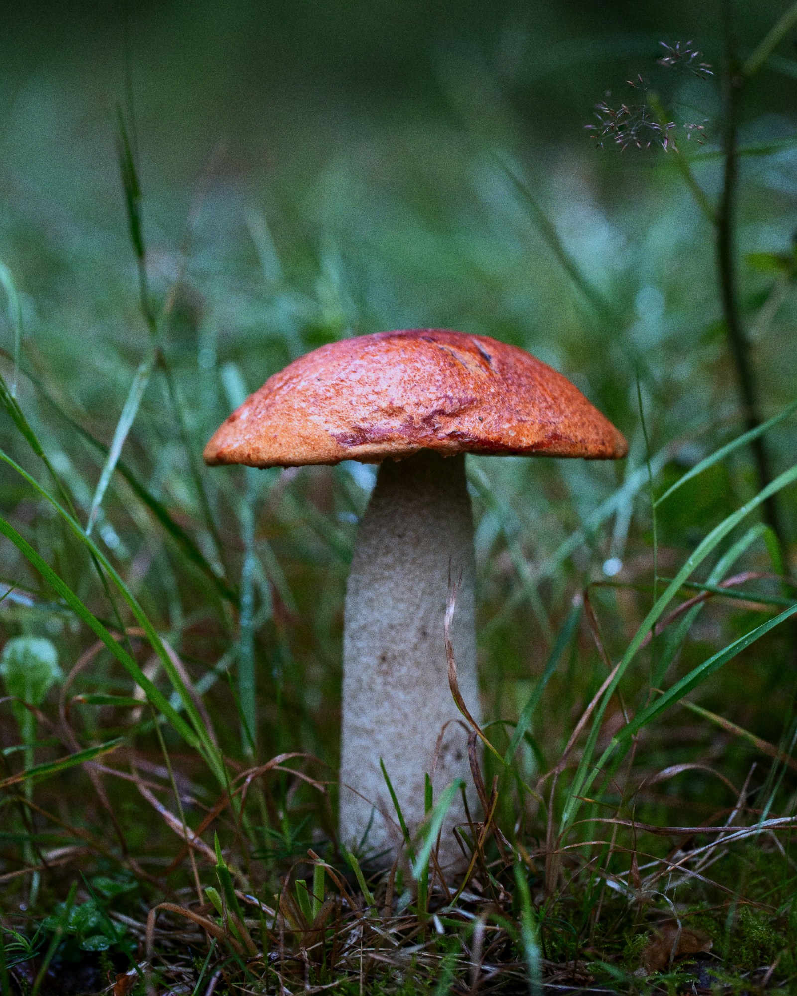 Leccinum rufum