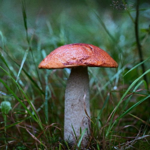Leccinum rufum