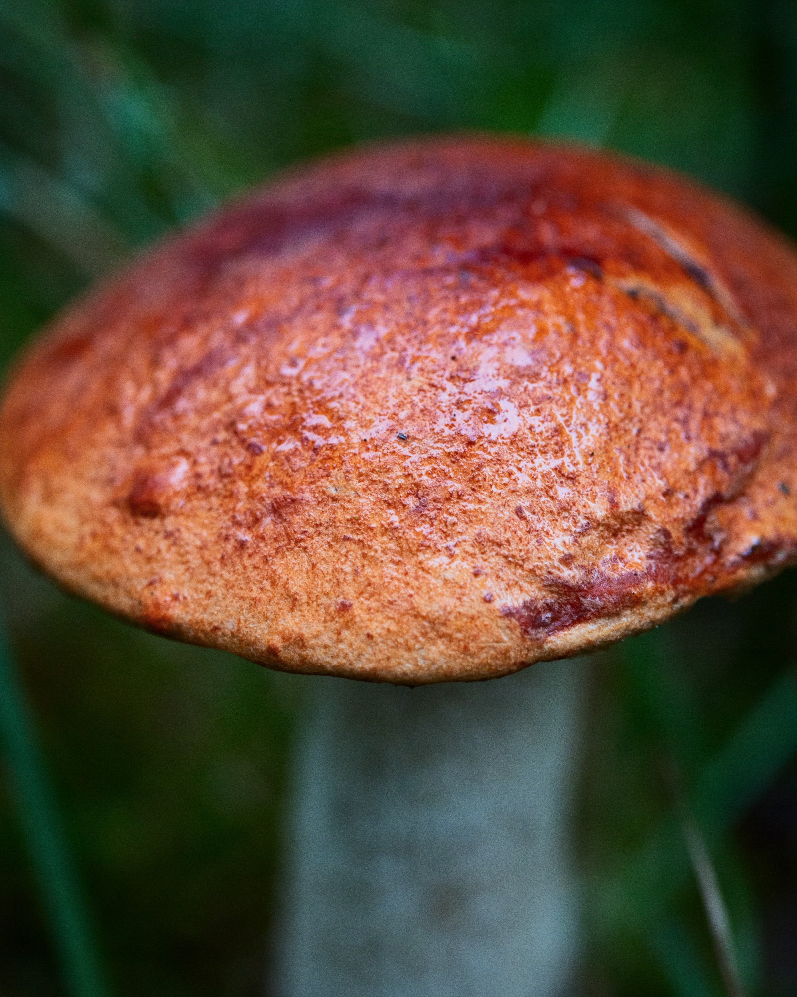 Leccinum rufum