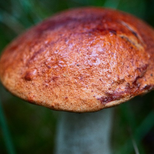 Leccinum rufum