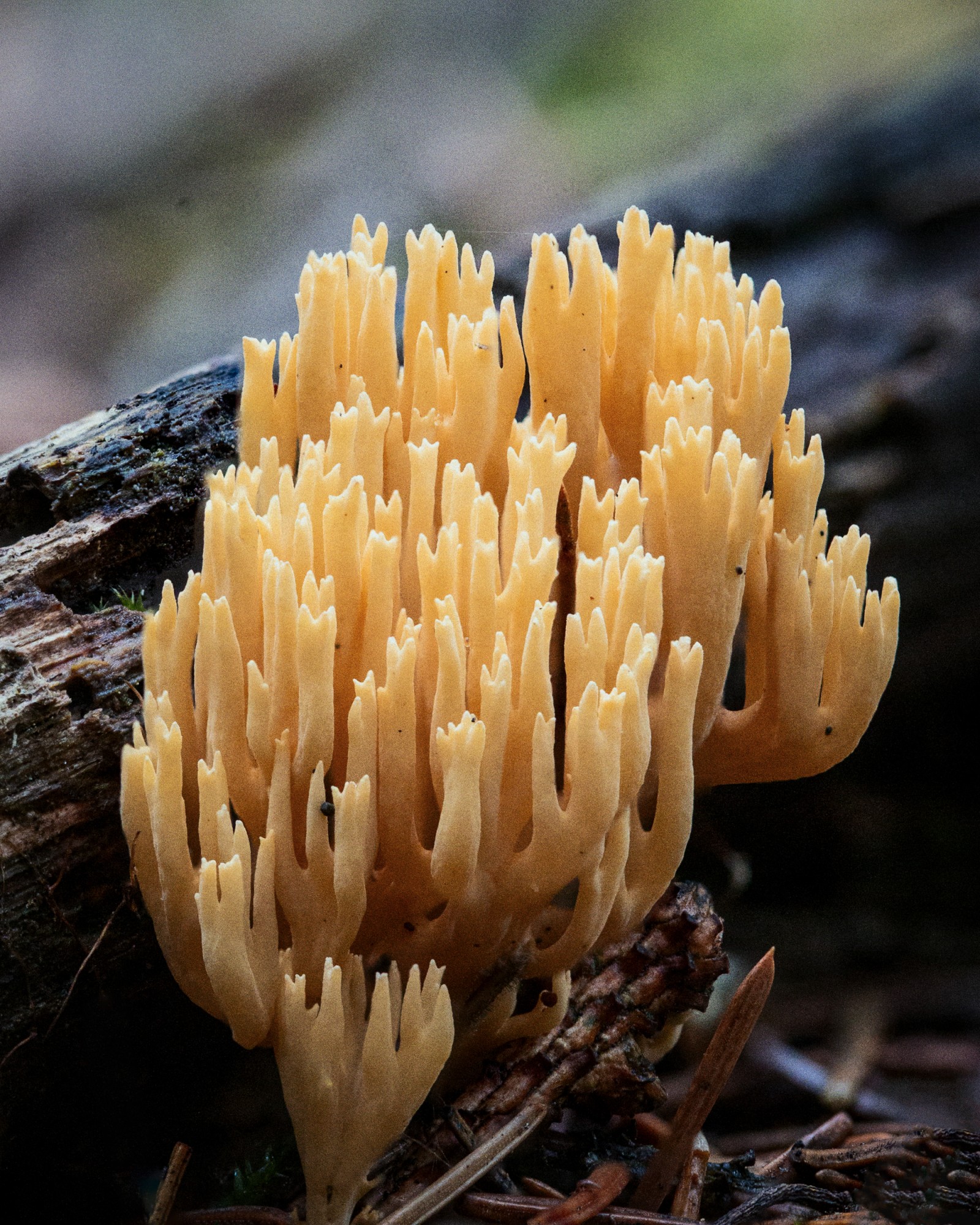 Ramaria sp.
