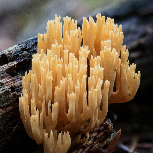 Ramaria sp.