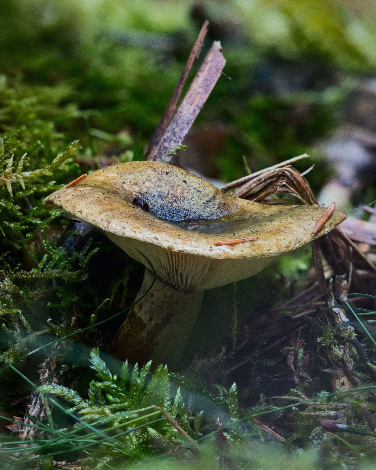 Lactarius turpis