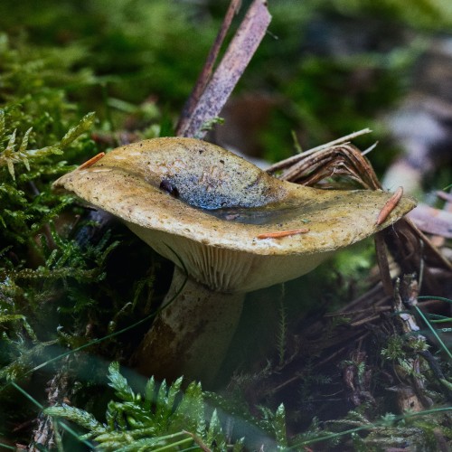 Lactarius turpis
