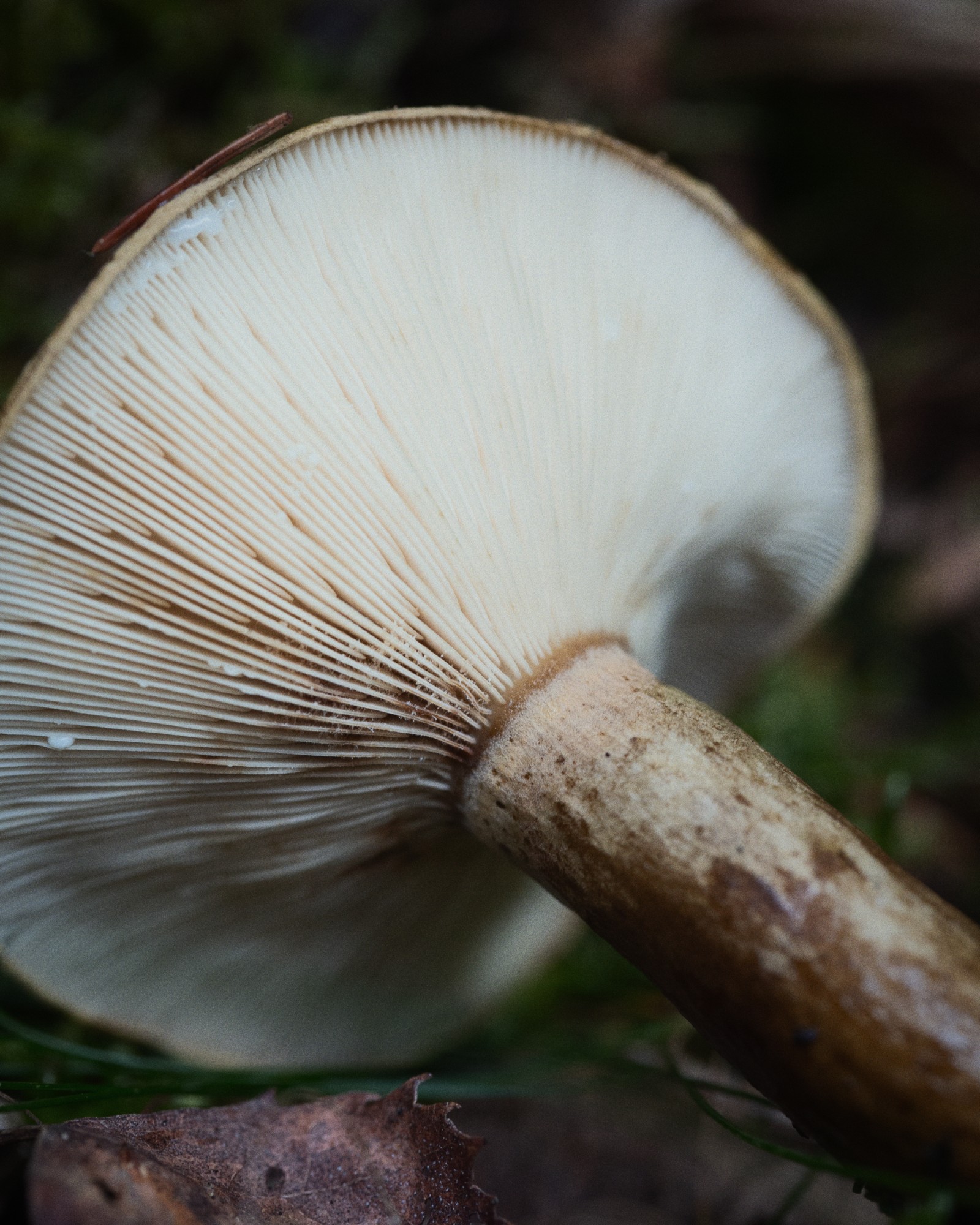 Lactarius turpis