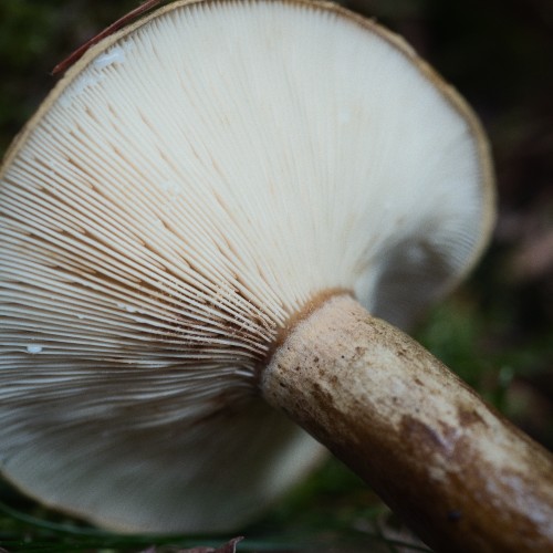 Lactarius turpis