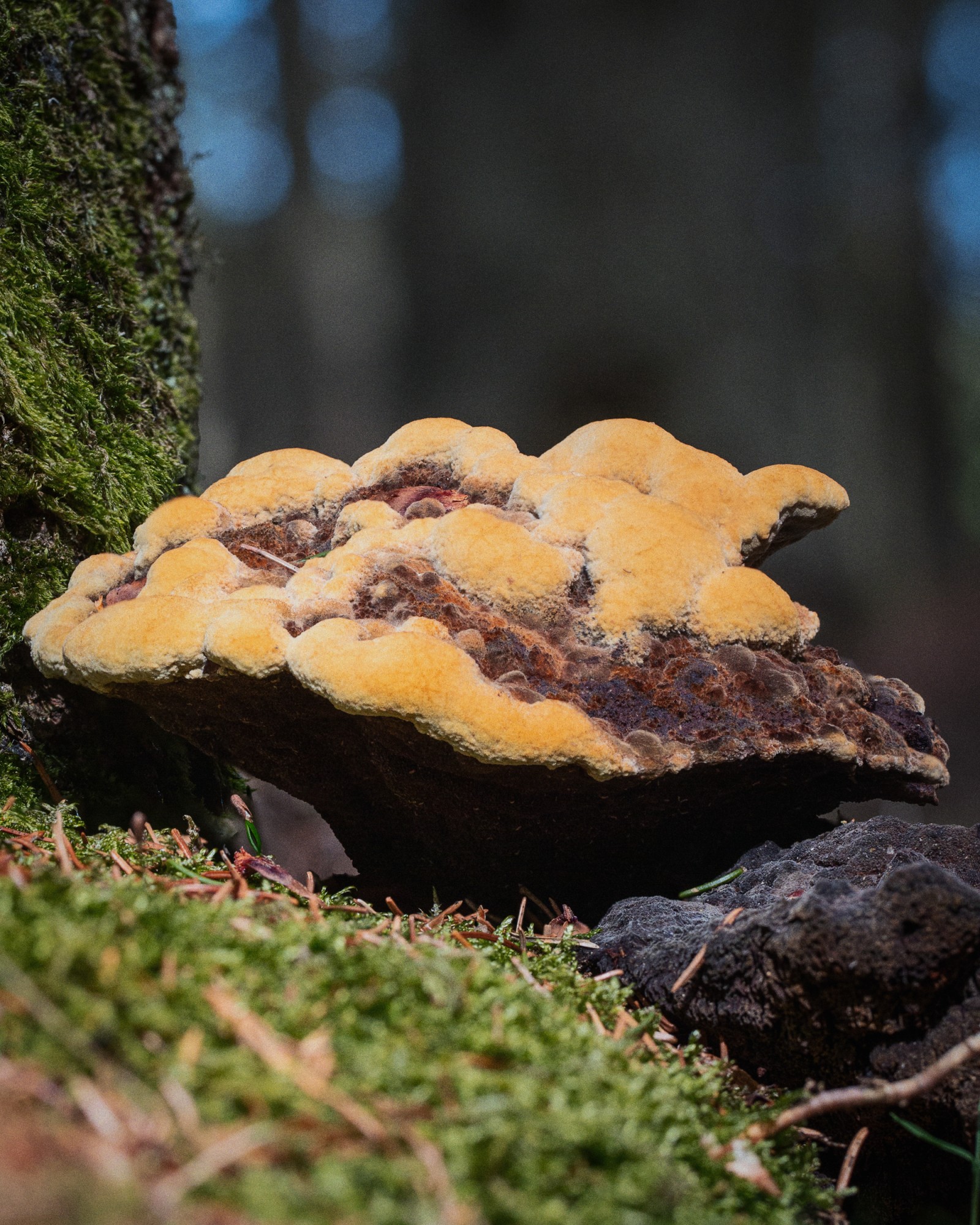 Phaeolus schweinitzii