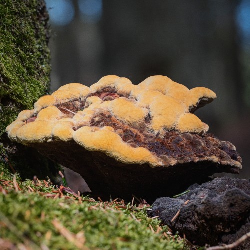 Phaeolus schweinitzii