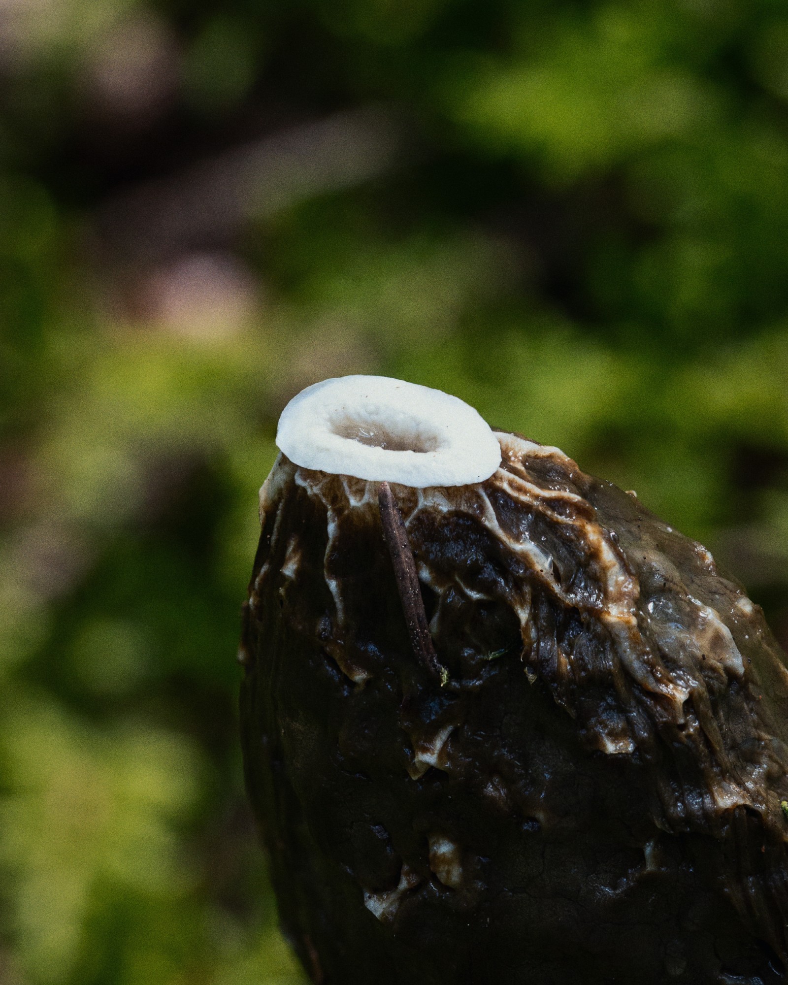 Phallus impudícus
