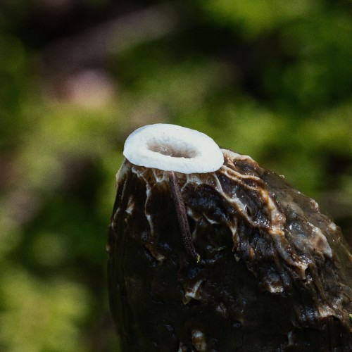 Phallus impudícus
